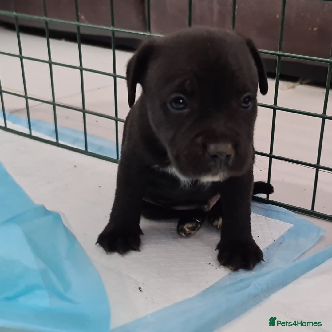 Staffordshire Bull Terrier dogs for sale: Adorable KC champion bred black staffy puppy's  - Advert 37