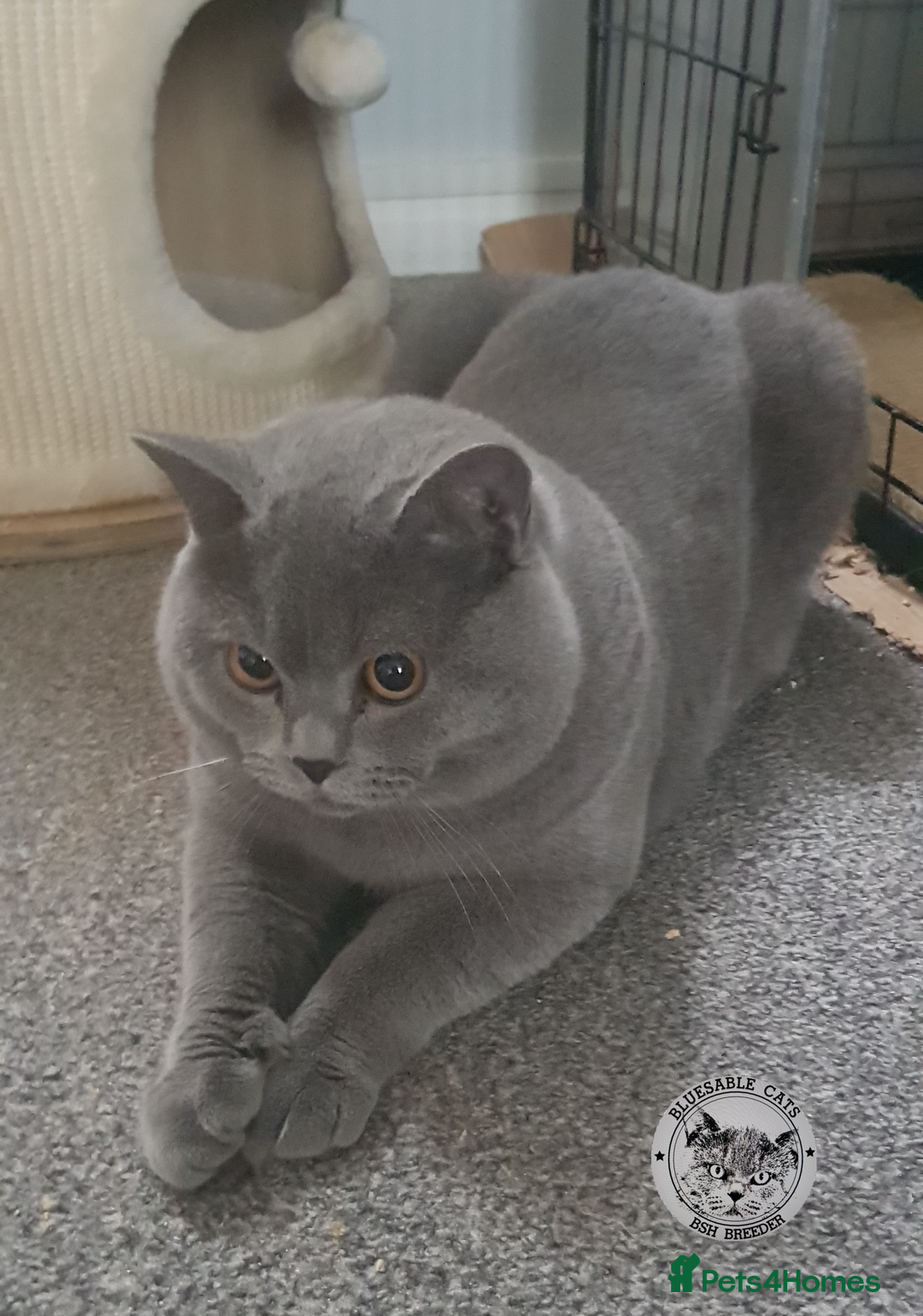 British Shorthair cats for sale: Championship BSH kittens ACTIVE   in Gainsborough - Advert 2