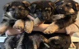 German Shepherd dogs for sale: KC/PEDIGREE GERMAN SHEPHERDS - Image 6