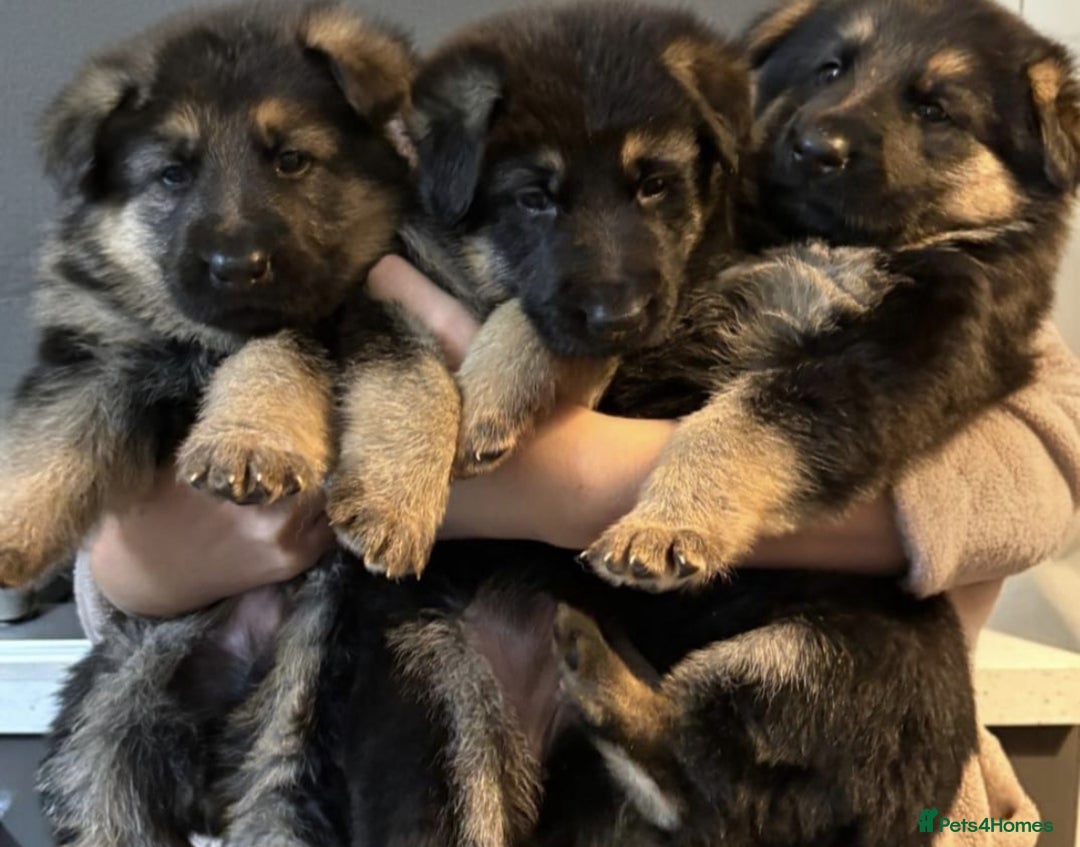 German Shepherd dogs for sale: KC/PEDIGREE GERMAN SHEPHERDS - Image 6