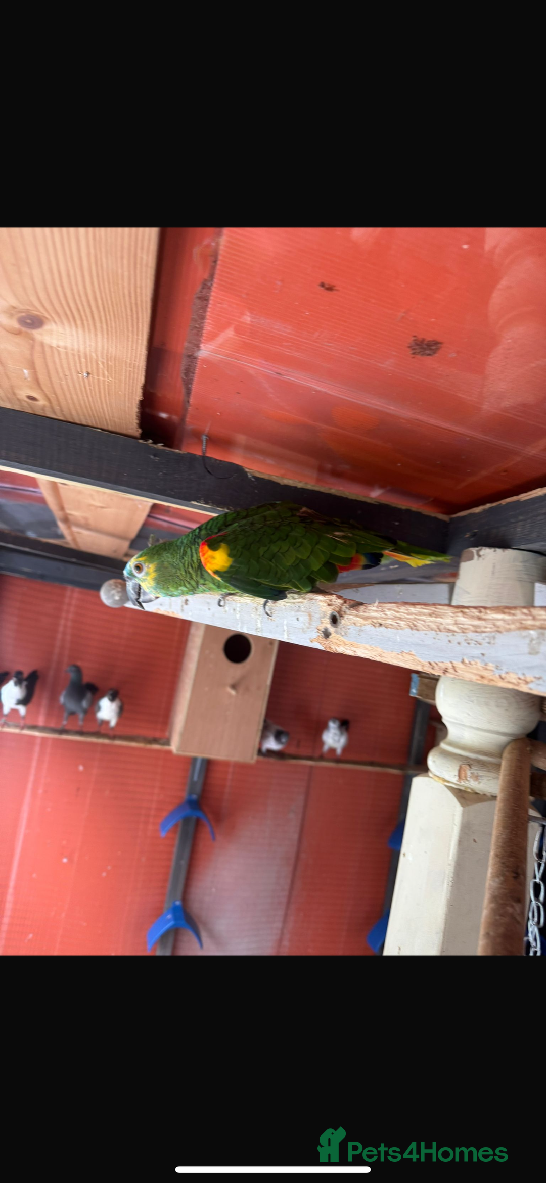 Parrots birds for sale: Ringneck Parrots & Amazon Green - Image 6