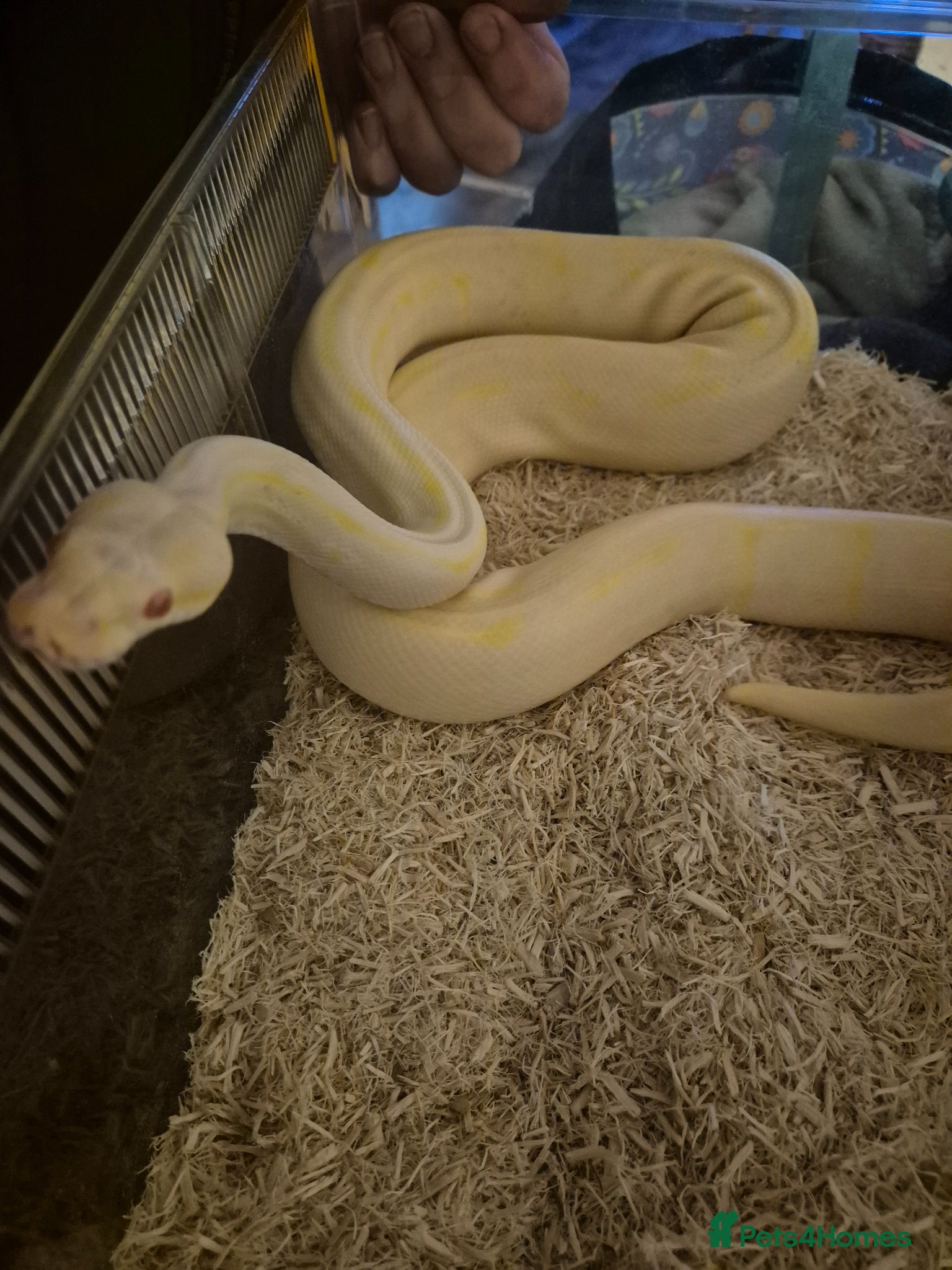 Python Snake reptiles Albino Pinstripe Royal Python - 3 yr old male - Advert 1