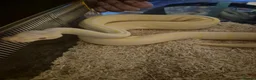Python Snake reptiles for sale: Albino Pinstripe Royal Python - 3 yr old male in Redcar - Advert 1