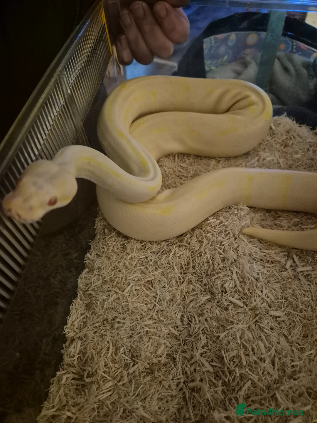 Python Snake reptiles for sale: Albino Pinstripe Royal Python - 3 yr old male in Redcar - Advert 1