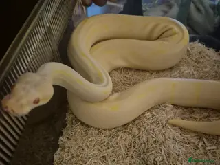 Python Snake reptiles Albino Pinstripe Royal Python - 3 yr old male - Advert 5