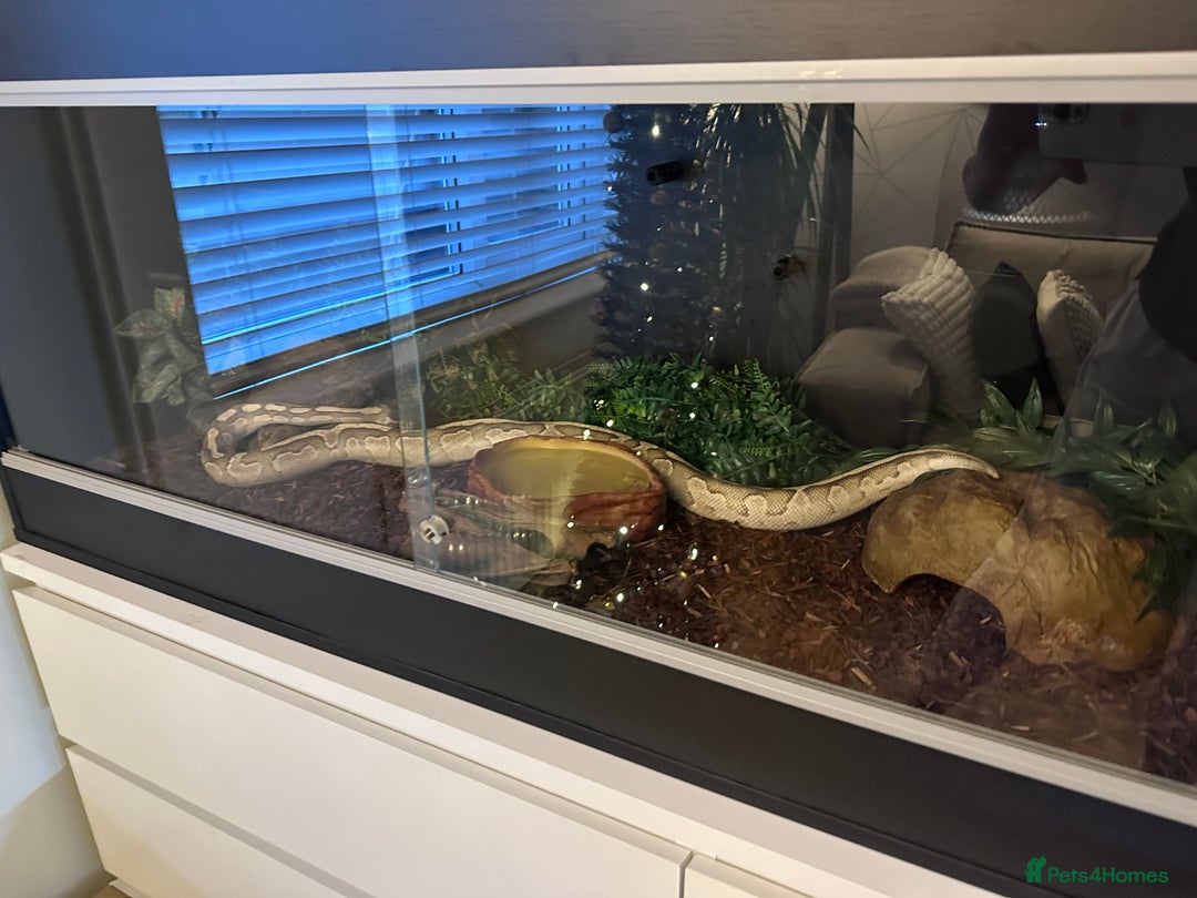 Python Snake reptiles for sale: Ball Python with full set up - Advert 6