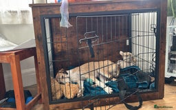 Mixed Breed dogs for sale: 7 months old puppy for sale  - Image 5