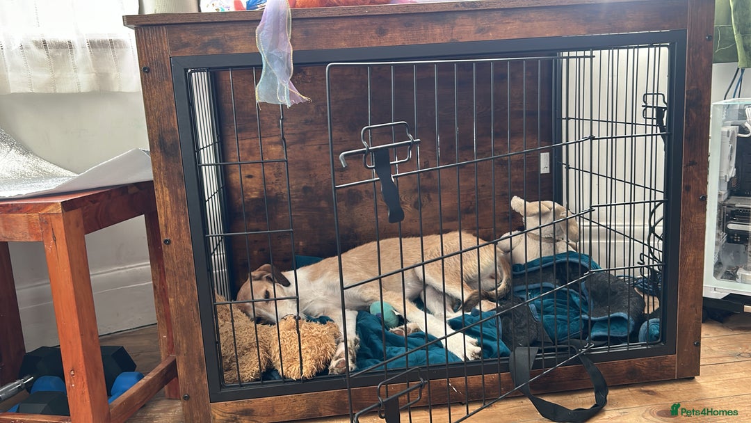 Mixed Breed dogs for sale: 7 months old puppy for sale  - Image 5