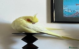 Cockatiels birds for sale: 1 male 1 female with cage and food - Image 3