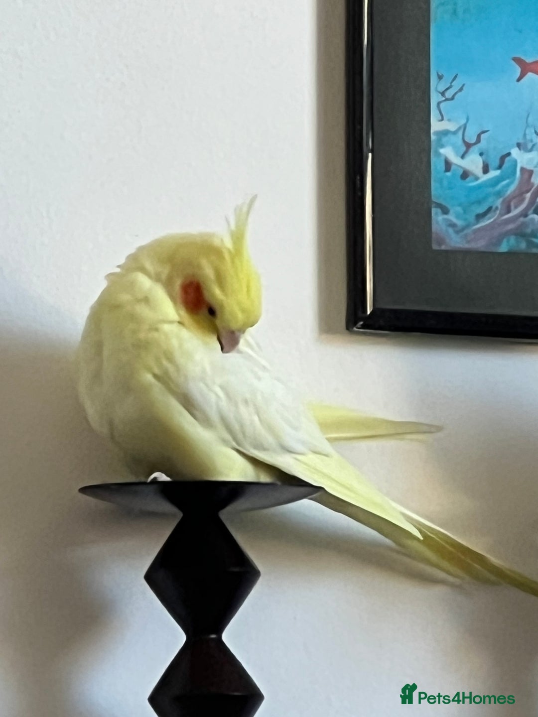 Cockatiels birds for sale: 1 male 1 female with cage and food - Image 3