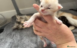 Maine Coon cats for sale: 3 beautiful Maine coon babies READY NOVEMBER - Image 9
