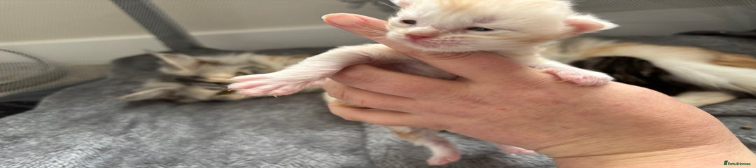 Maine Coon Kitten 1