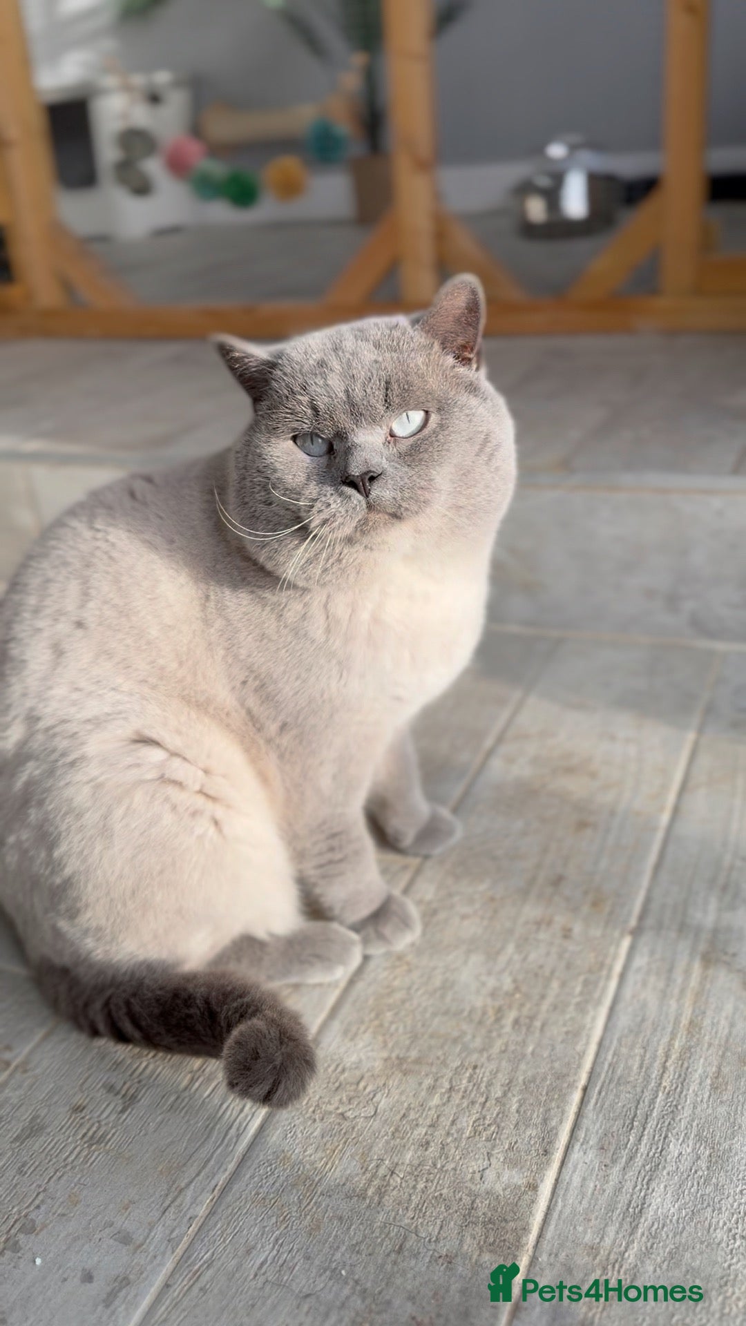 British Shorthair cats Blue colourpoint health tested stud  - Advert 2