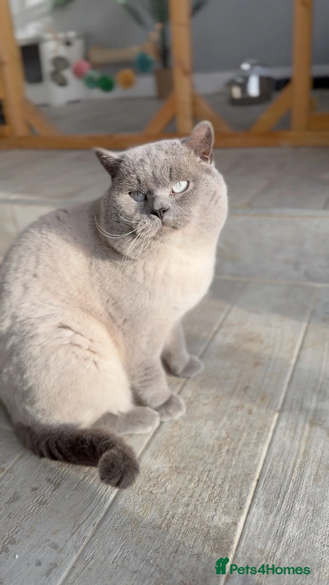 British Shorthair cats for stud: Blue colourpoint health tested stud  - Advert 2