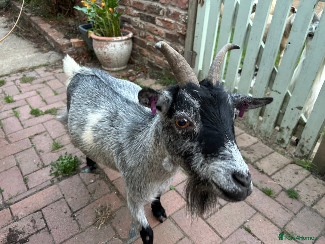 Goats livestock for sale: Beautiful Pygmy goats for sale £100-£200 - Image 4