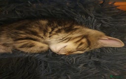 Domestic Shorthair cats for sale: Male kittens - Image 4
