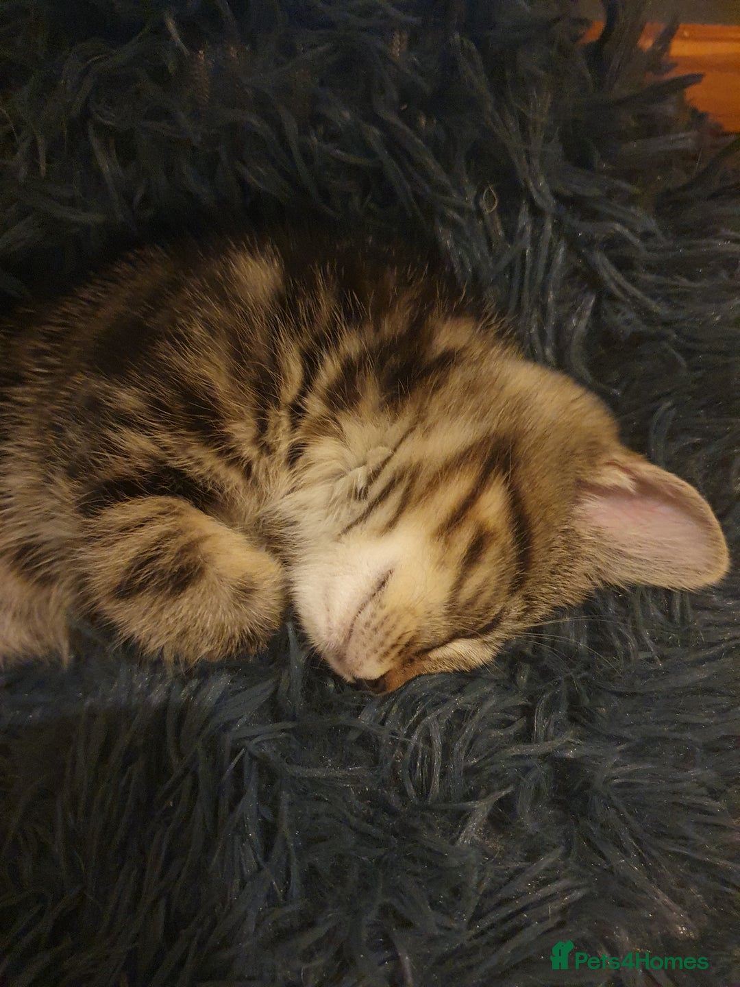 Domestic Shorthair cats for sale: Male kittens - Image 4