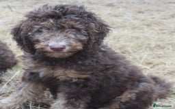 Labradoodle dogs for sale: Outstanding Part Trained Labradoodles F1b - Image 10