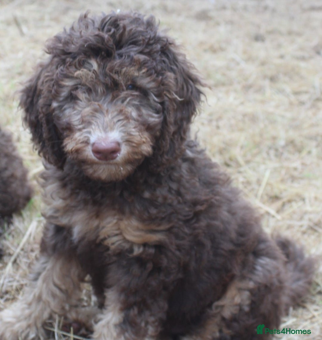 Labradoodle dogs for sale: Outstanding Part Trained Labradoodles F1b - Image 10