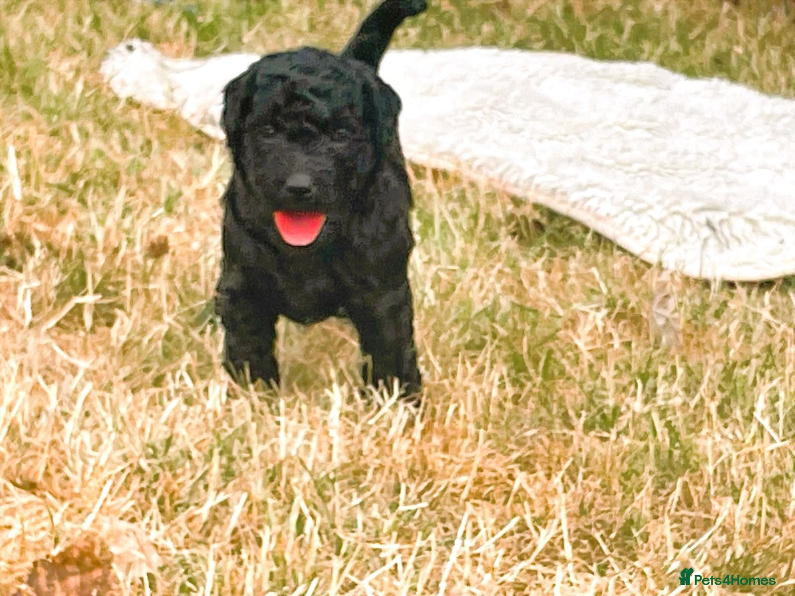 Double Doodle dogs Labradoodle/Sproodle X - Advert 2