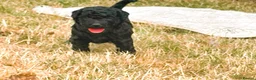 Double Doodle dogs for sale: Labradoodle/Sproodle X - Advert 10