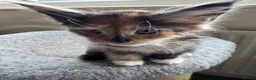 Maine Coon cats for sale: GCCF PEDIGREE MAINECOON KITTENS - Advert 20