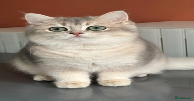 British Shorthair cats - Advert 5