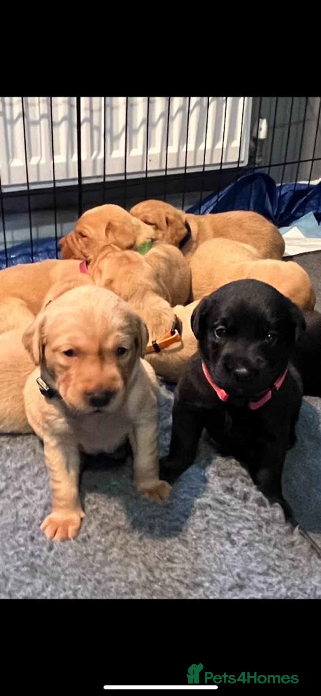 Labrador Retriever dogs for stud: PROVEN KC Health Tested Fox Red Labrador for Stud in Farnborough - Advert 10