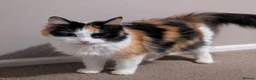 Mixed Breed cats for sale: 3 male mixed breed kittens for sale - Advert 3