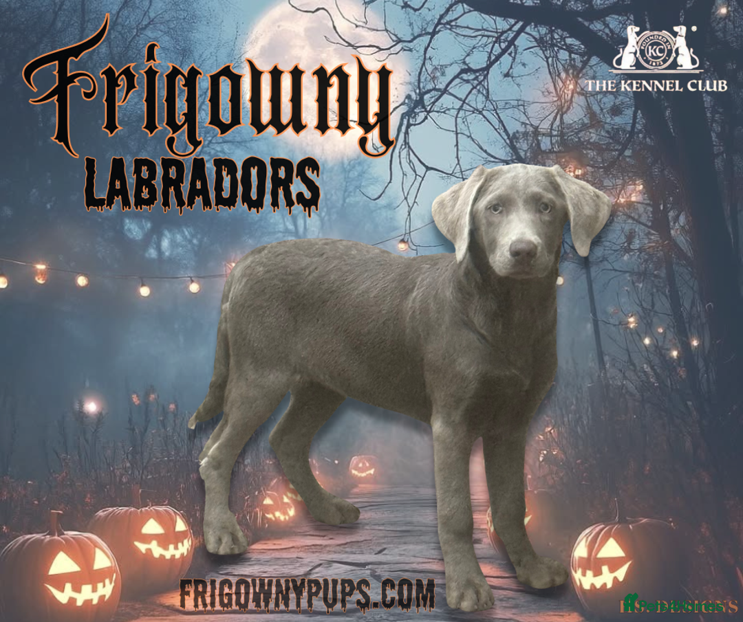 Labrador Retriever dogs for sale:  Stunning Silver Labradors Available  - Image 13