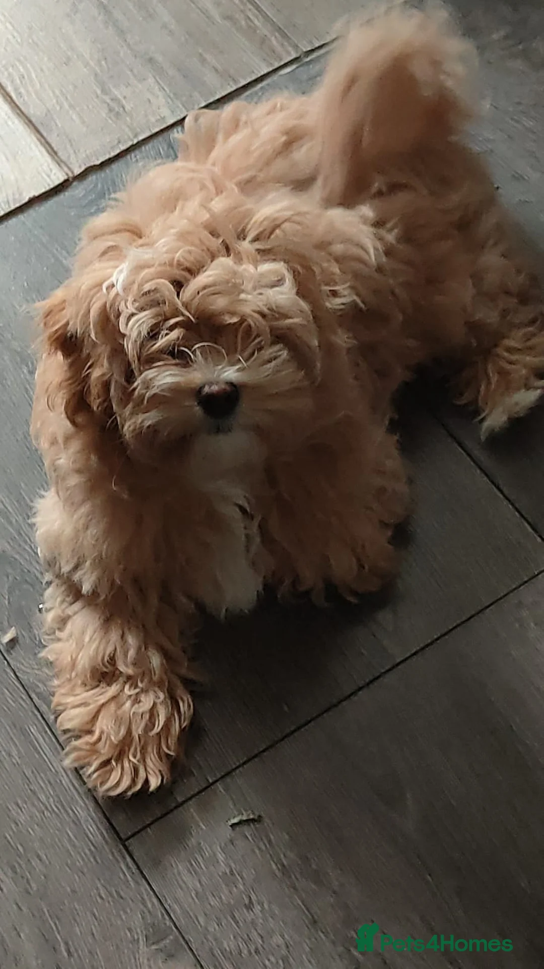 Maltipoo dogs for sale: Exclusive F1 Tiny Asian Maltipoo Puppies  - Advert 13
