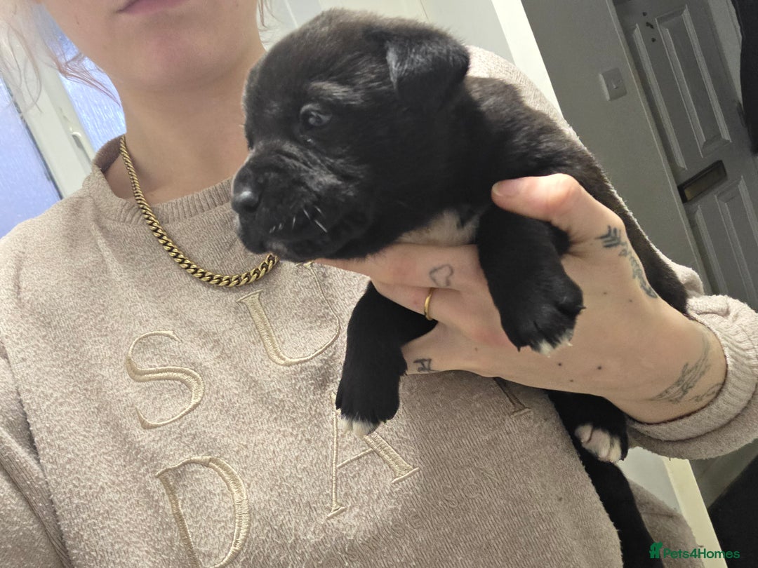 Mixed Breed dogs for sale: 3 girls left for rehoming  - Advert 13