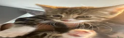 Mixed Breed cats for sale: Three kittens looking for their forever homes  - Advert 12