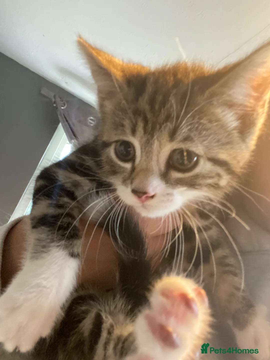 Mixed Breed cats for sale: Three kittens looking for their forever homes  - Advert 12