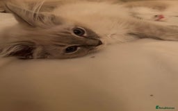 Ragdoll cats for sale: Pedigree Blue & Seal Ragdoll kittens in Oswestry - Image 7