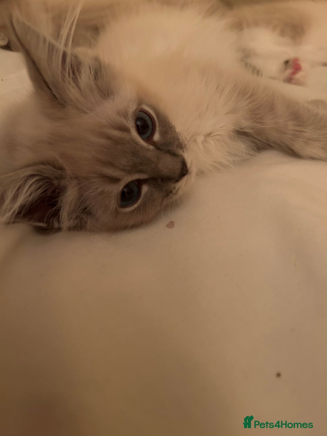 Ragdoll cats for sale: Pedigree Blue & Seal Ragdoll kittens in Oswestry - Image 7
