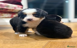 Bernese Mountain Dog dogs for sale: Bernese Mountain Dog Pups  - Image 19