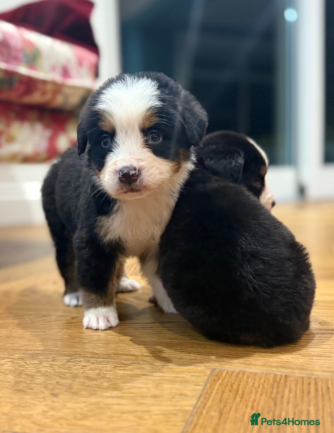 Bernese Mountain Dog dogs for sale: Bernese Mountain Dog Pups  - Image 19