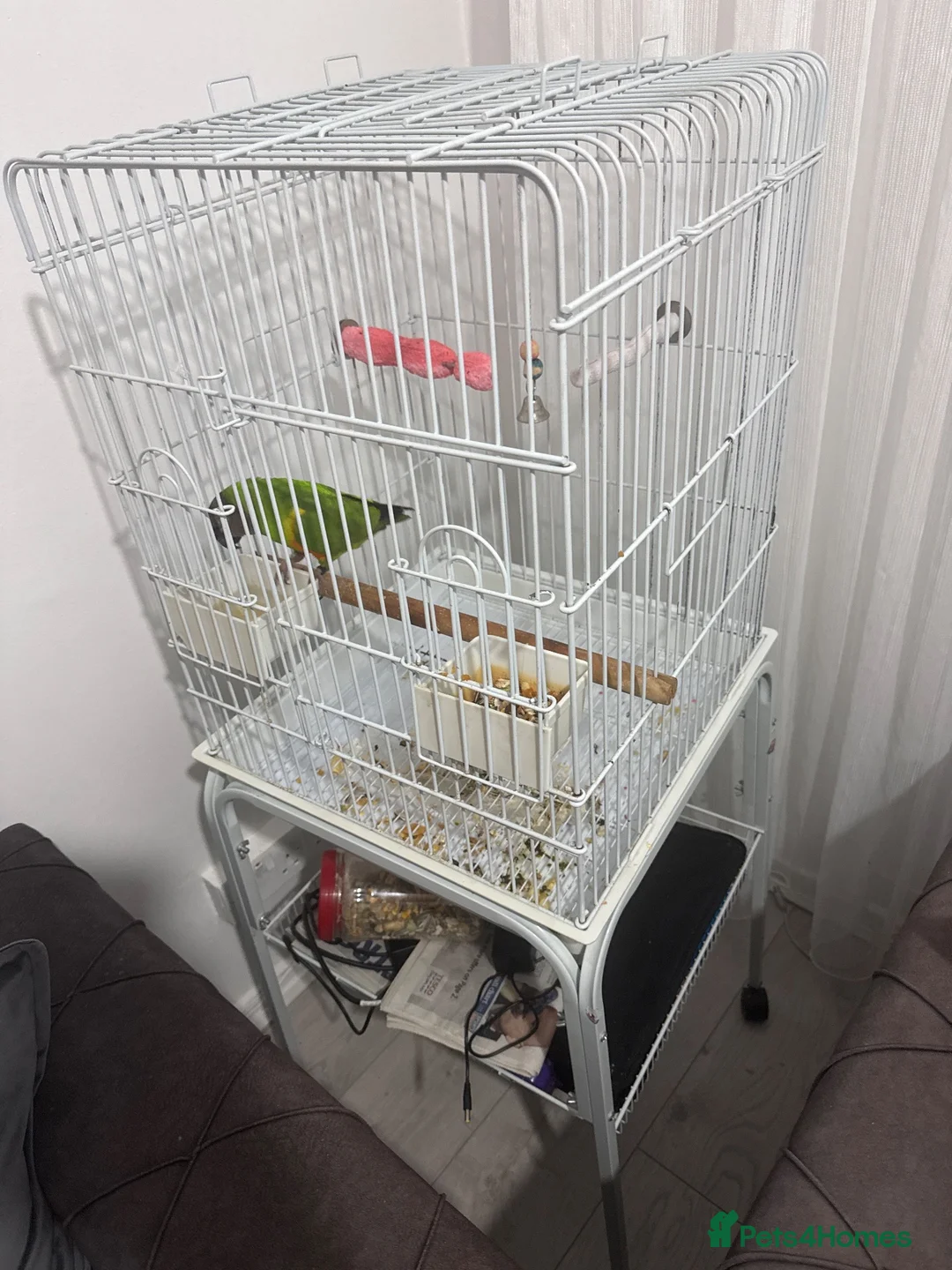 Parrots birds for sale: SENEGAL PARROT  in London - Advert 1
