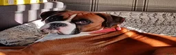 Boxer dogs for stud: Boris the boxer for stud - Advert 4