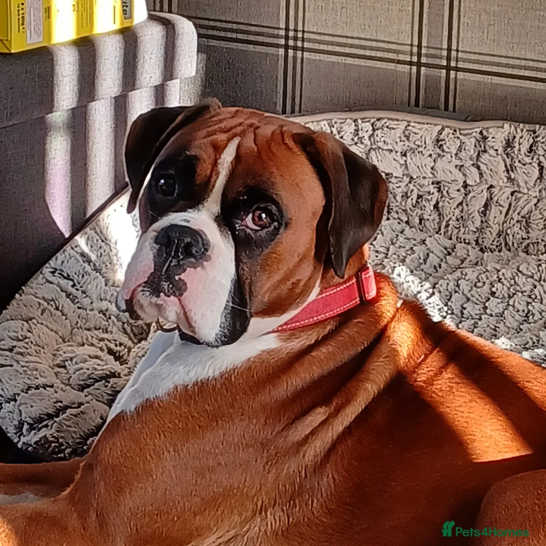 Boxer dogs for stud: Boris the boxer for stud - Advert 4