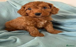 Cockapoo dogs for sale: Beautiful fox red cockapoo - Image 11