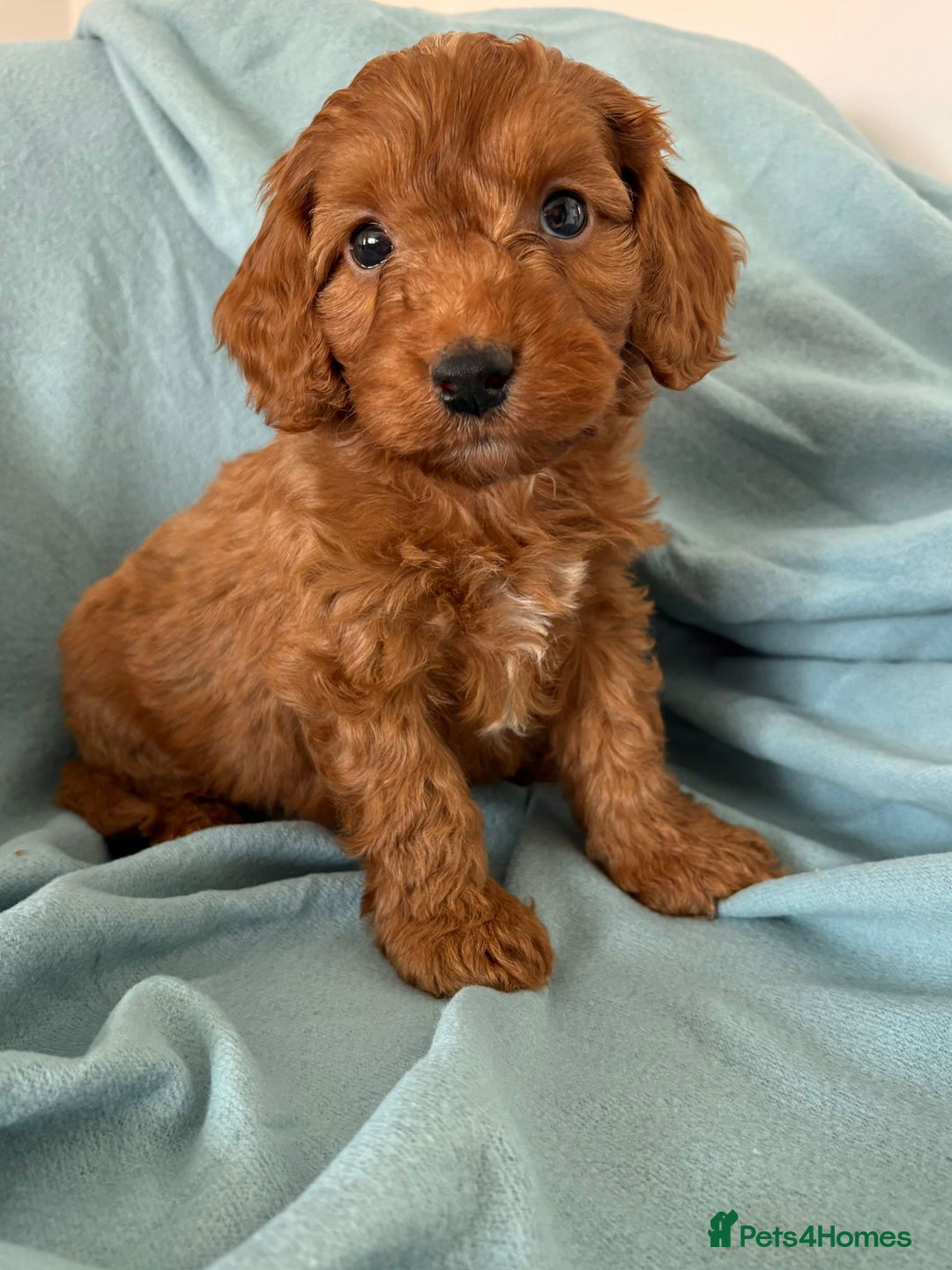 Cockapoo dogs for sale: Beautiful fox red cockapoo - Image 11