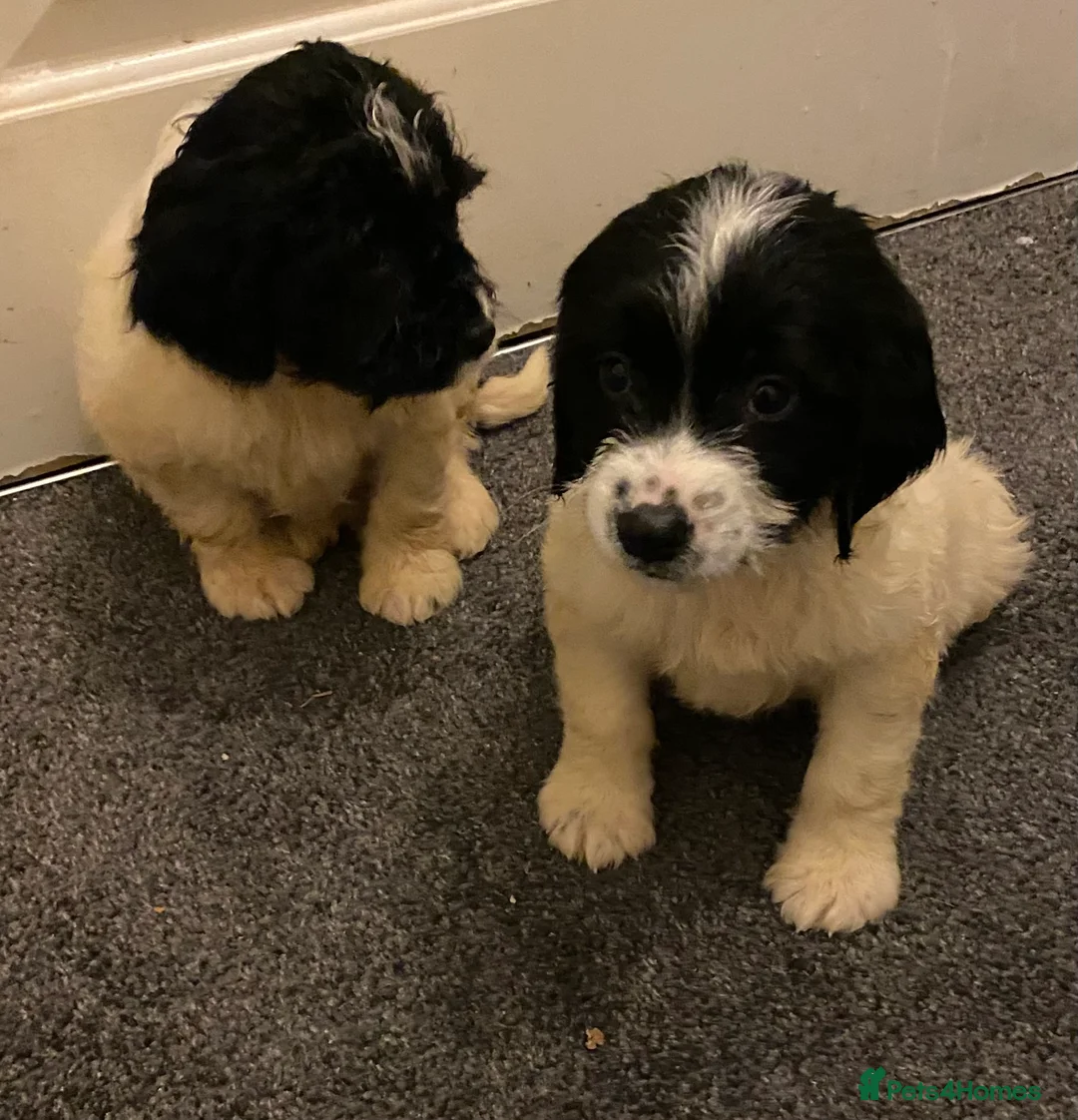 Sproodle dogs for sale: Sproodles puppies available now spaniel x poodle - Advert 2