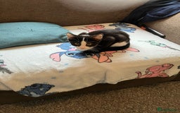 British Shorthair cats for sale: Two male short hair cats - Image 3
