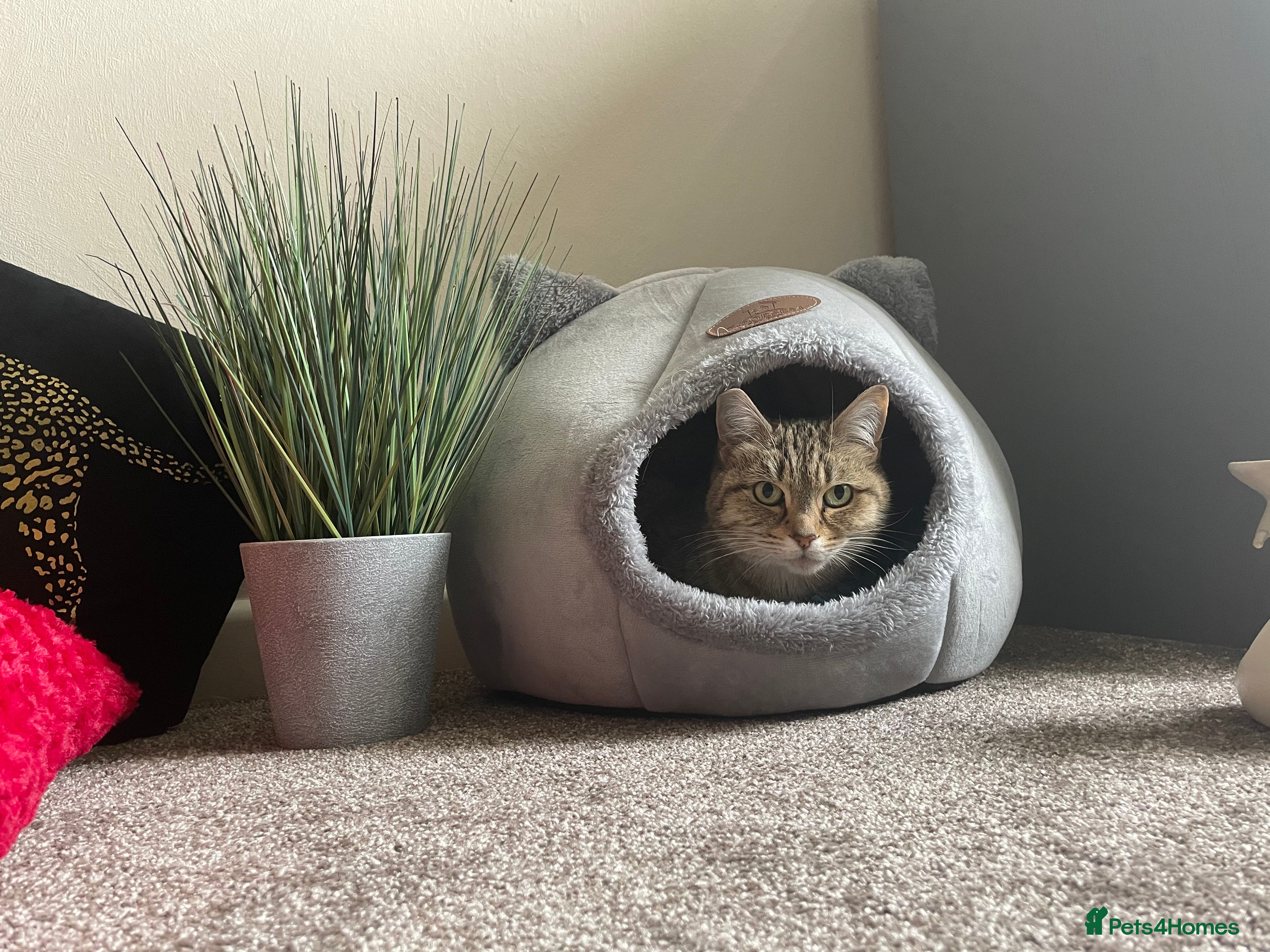 British Shorthair cats Shylo - Advert 8