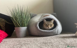 British Shorthair cats for sale: Shylo - Advert 1