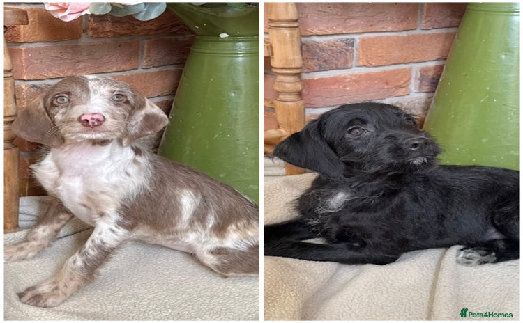Mixed Breed dogs in Rhayader - Advert 1