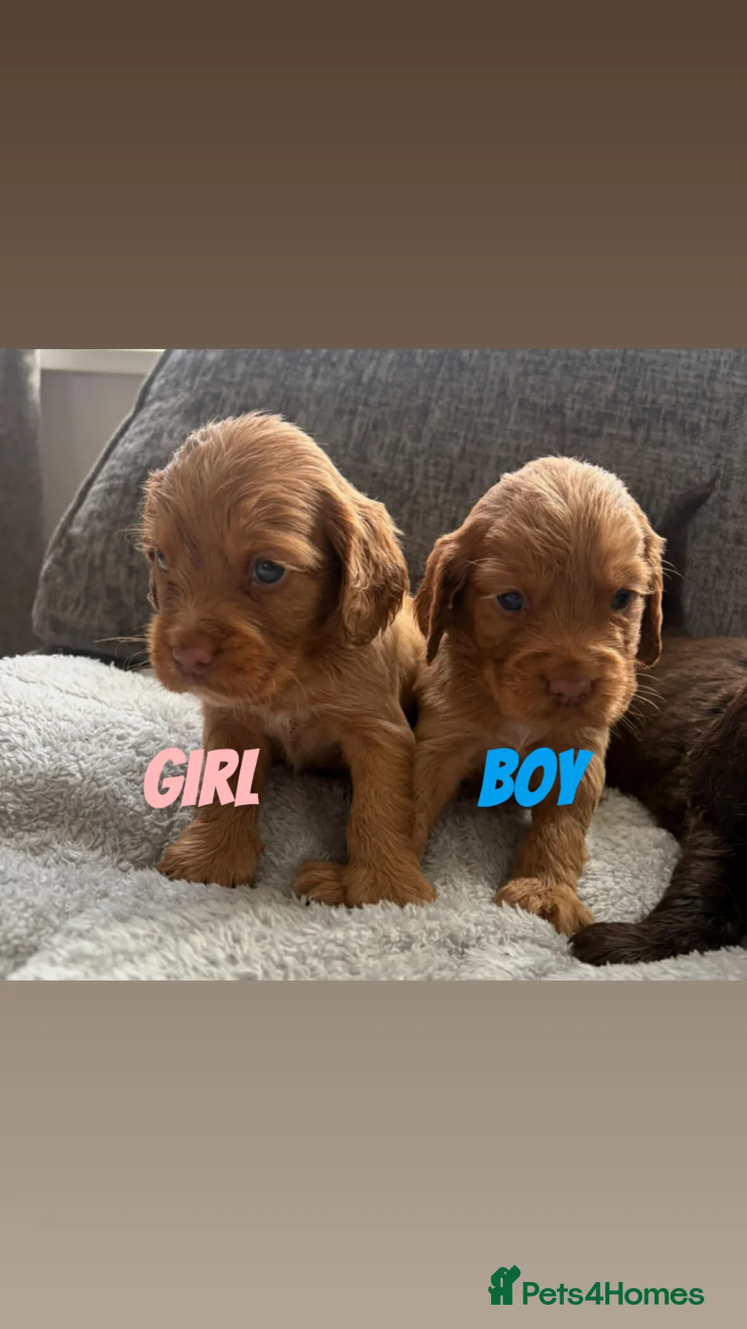 Cocker Spaniel dogs for sale: Gorgeous well bred cocker spaniels  - Advert 2