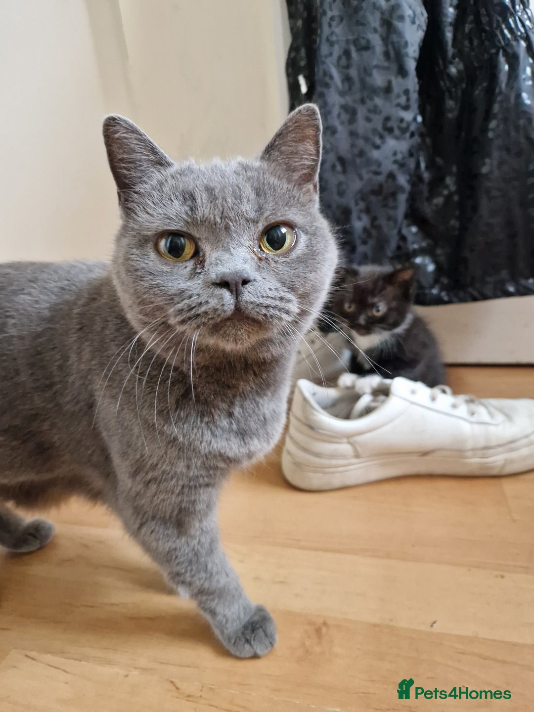 British Shorthair cats for sale: British Short-hair Kittens - Image 3